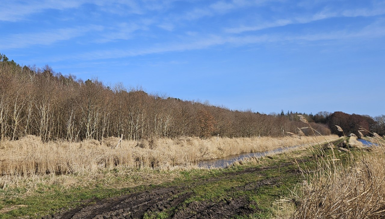 Seit 2009 wachsen die Bäume im Klimawald Damerow (Insel Usedom), © Landesforst MV Seit 2009 wachsen die Bäume im Klimawald Damerow (Insel Usedom), © Landesforst MV