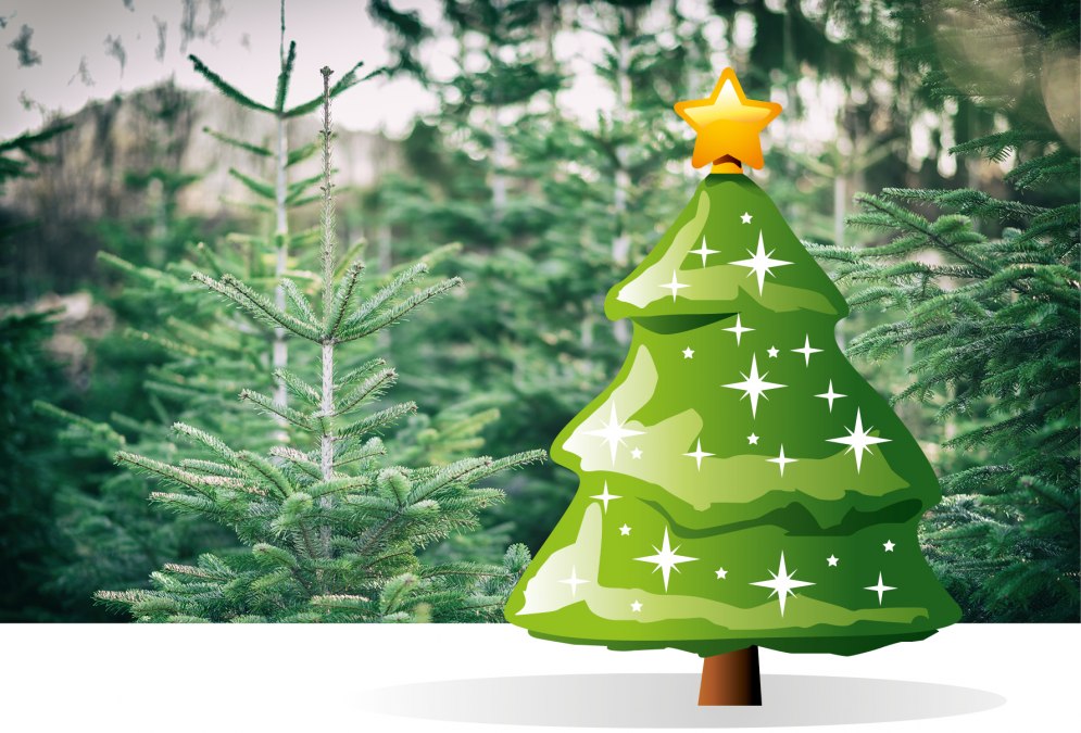 Weihnachtsbaumaktion, &copy; Stadtmarketing Ribnitz-Damgarten