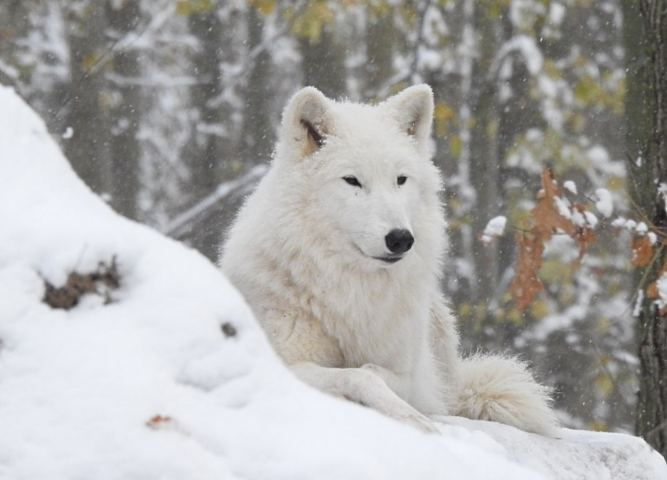 Polarwolf_im_Winter, © Hansestadt Stralsund Polarwolf_im_Winter, © Hansestadt Stralsund