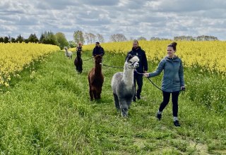 Alpaka-Spaziergang bei bl&uuml;hendem Raps // &copy; Alpaka Idylle