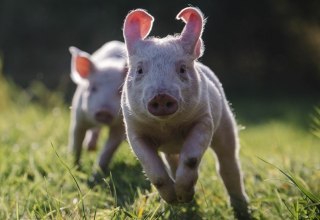 © Stiftung Tiernothilfe © Stiftung Tiernothilfe