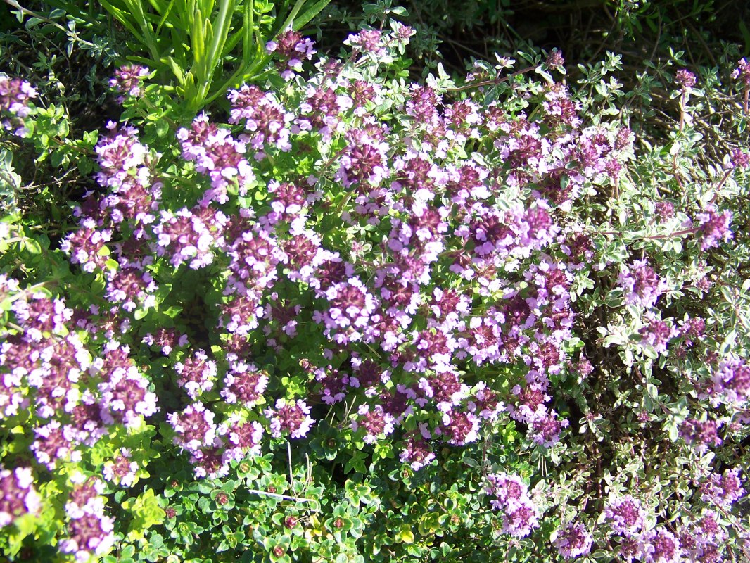 &copy; IGA Park Rostock