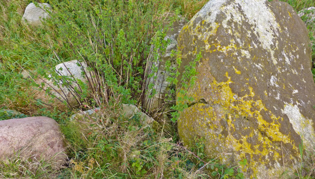 Die Reste eines jungsteinzeitlichen Grosssteingrabes bei Seelvitz, © Archäo Tour Rügen Die Reste eines jungsteinzeitlichen Grosssteingrabes bei Seelvitz, © Archäo Tour Rügen