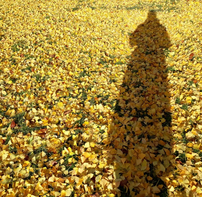 Ginkgo-Blätter // © Angela Pfennig Ginkgo-Blätter // © Angela Pfennig