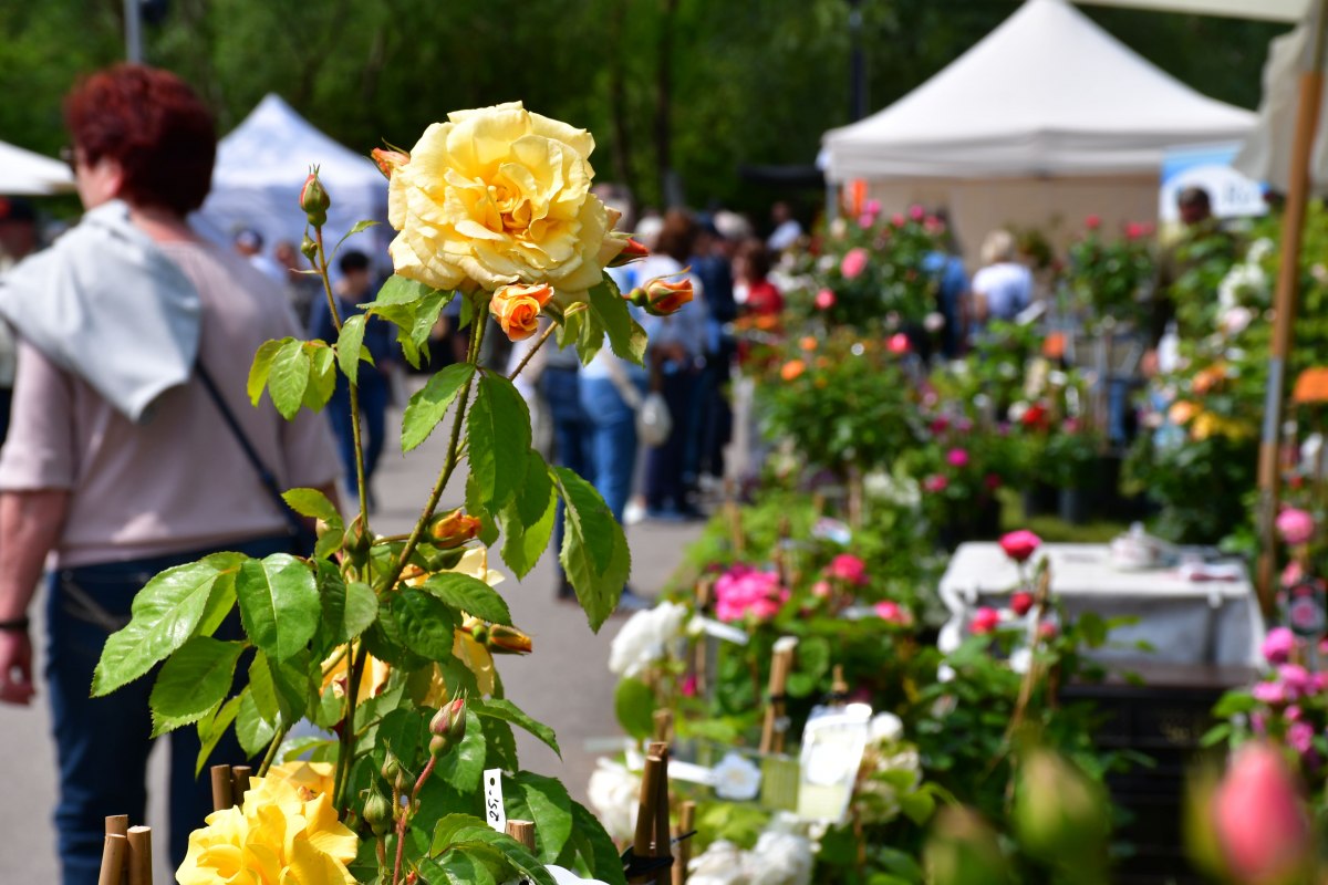Blühende Lieblingsstücke für den Garten // © inRostock Blühende Lieblingsstücke für den Garten // © inRostock