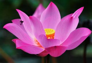 © Bild Lotus Herz_Qigong.png