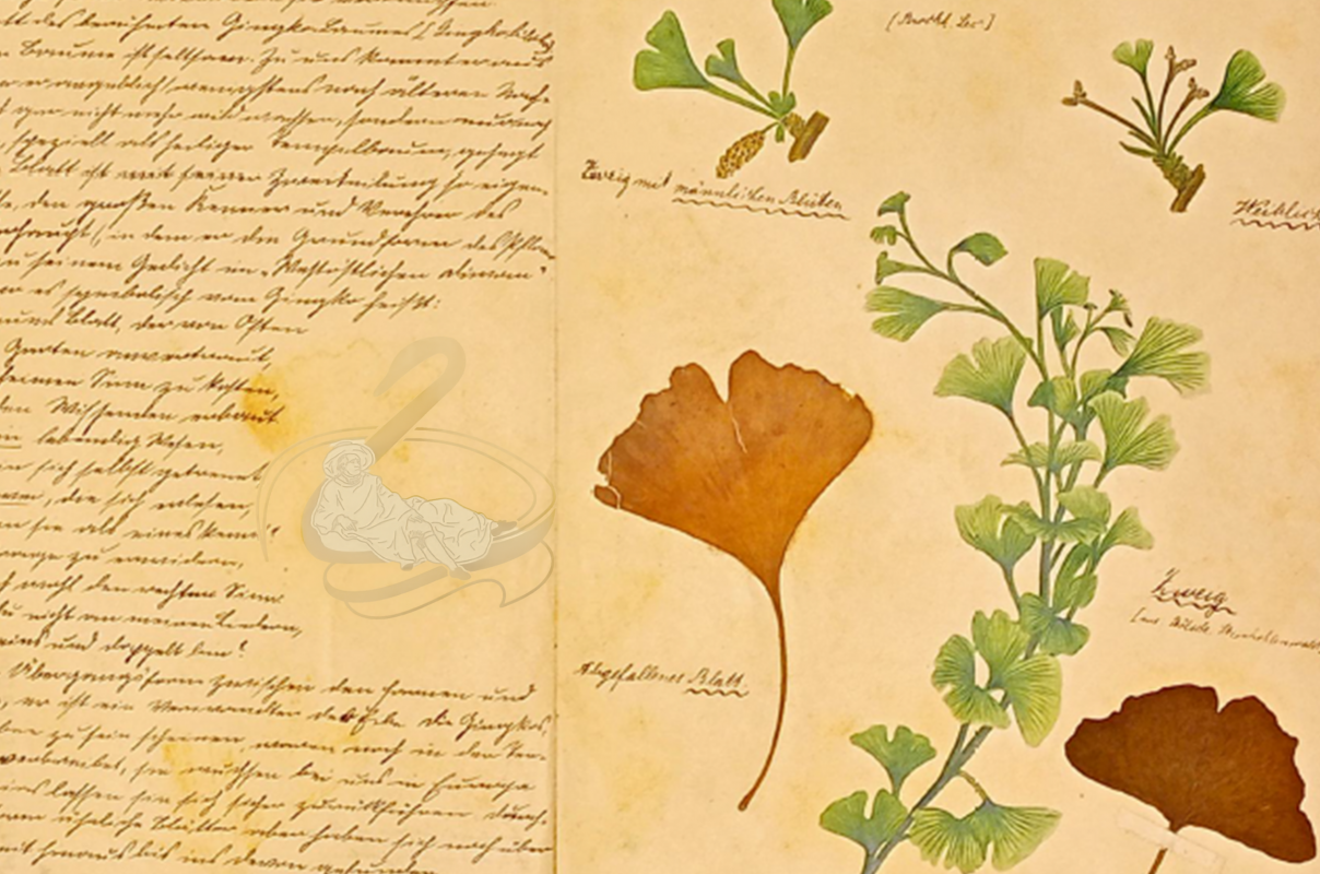 Ginkgo-Herbar aus den Naturhistorischen Landessammlungen // © Müritzeum Ginkgo-Herbar aus den Naturhistorischen Landessammlungen // © Müritzeum