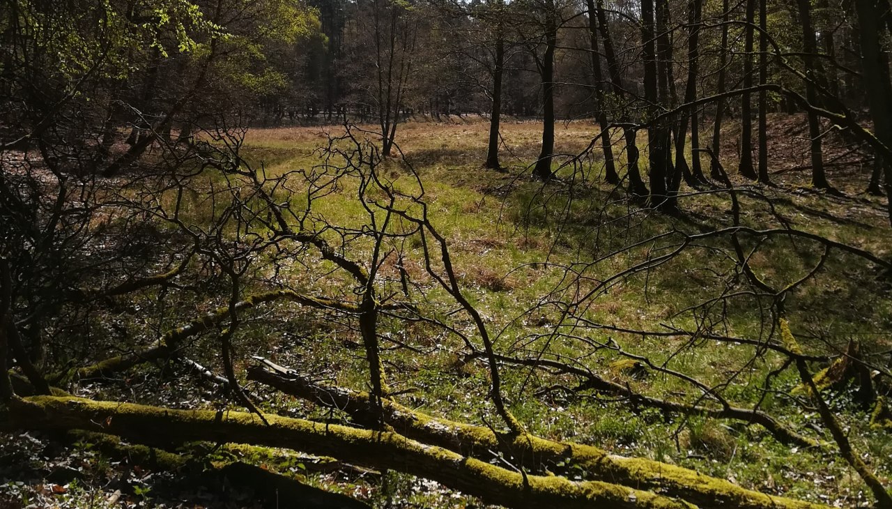 abwechslungsreiche Waldlandschaft, © B. Daedelow