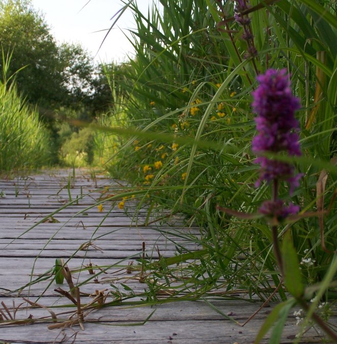 Wiesenpark, &copy; Kurverwaltung Feldberger Seenlandschaft