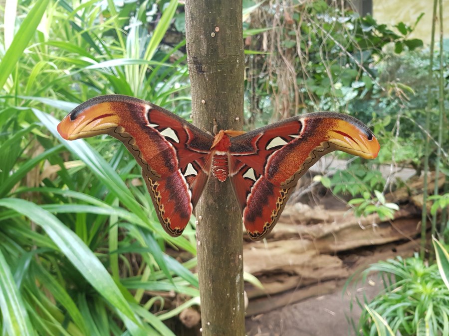 20210311_133030, © Schmetterlingsfarm/Heike Schnelle