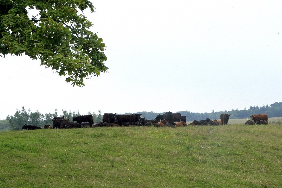 Weidelandschaft in Klepelshagen // © Sabrina Wittkopf-Schade Weidelandschaft in Klepelshagen // © Sabrina Wittkopf-Schade