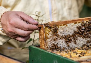 Ein Imker pr&uuml;ft sein Bienenvolk // &copy; MV-T/Tiemann
