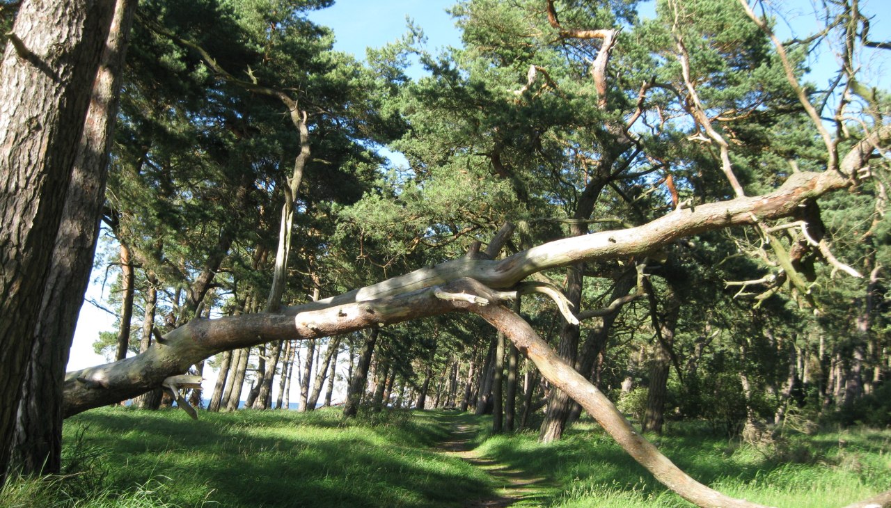 Interessante Wanderungen am Strand und durch den Küstenwald Ludwigsburg, © Angelika Michaelis Interessante Wanderungen am Strand und durch den Küstenwald Ludwigsburg, © Angelika Michaelis