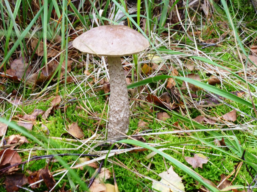 Pilz, &copy; Stadtmarketing Ribnitz-Damgarten