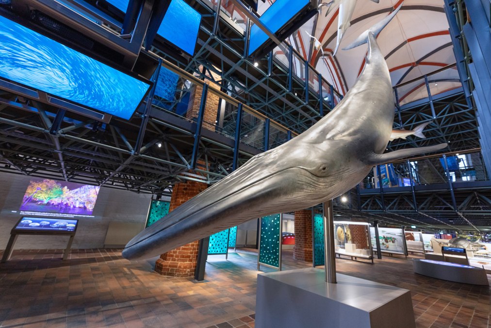 Im Westportal der Kirchenhalle empfängt die imposante multimediale Inszenierung einer Jagd auf einen Sardinenschwarm die Gäste., © Anke Neumeister/Deutsches Meeresmuseum