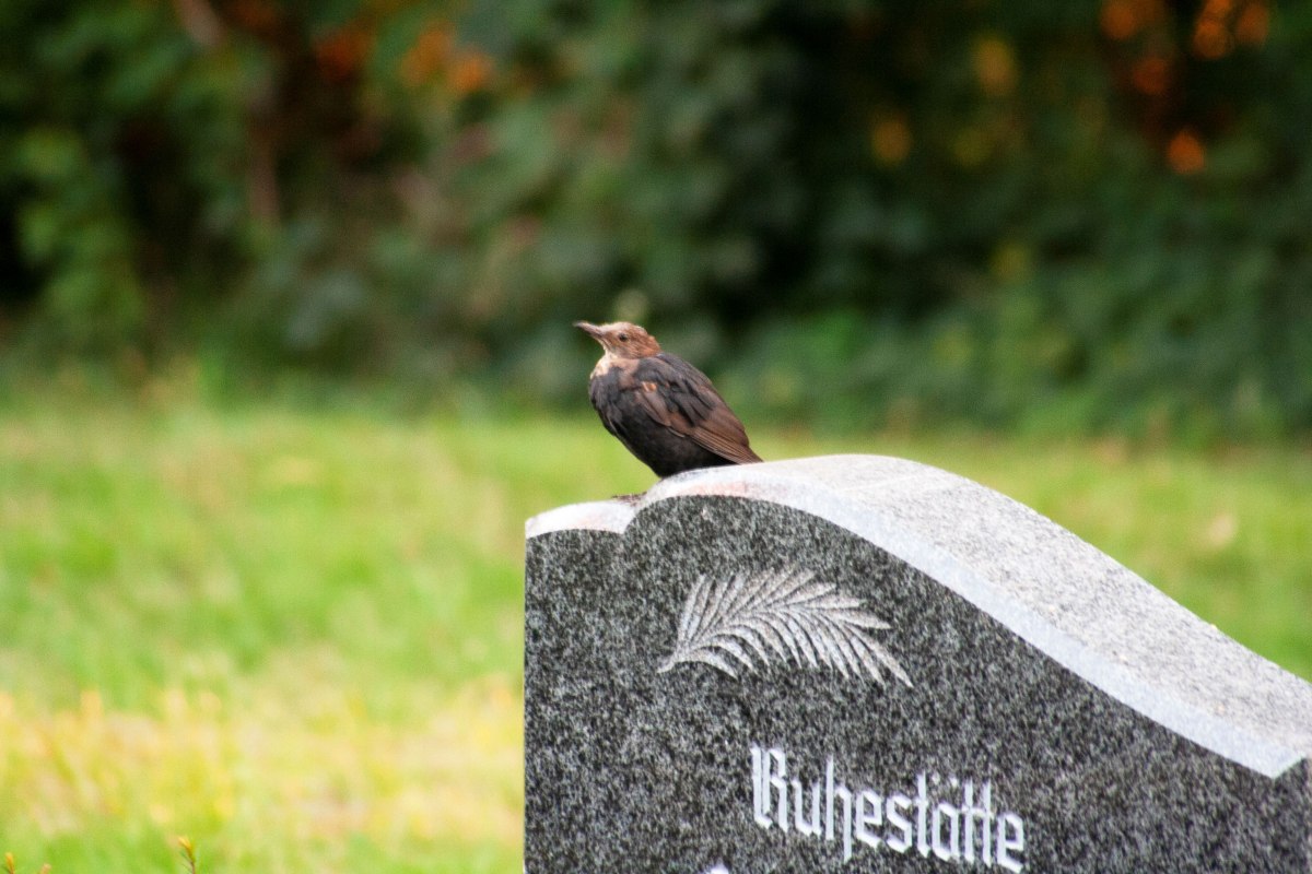 Amsel auf dem Friedhof Damshagen // &copy; F&ouml;rderkreis Kirche Damshagen/Sabrina Lampe
