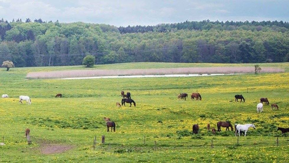 Op de weiden van Gest&uuml;t Ganschow kunnen fokmerries met hun veulens, speenlingen en gepensioneerden van hun leven genieten. // &copy; Gest&uuml;t Ganschow