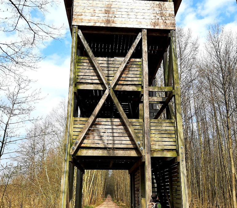 E-Bike Tour- Schöne Aussichten im Müritz Nationalpark, © Stadt Neustrelitz E-Bike Tour- Schöne Aussichten im Müritz Nationalpark, © Stadt Neustrelitz