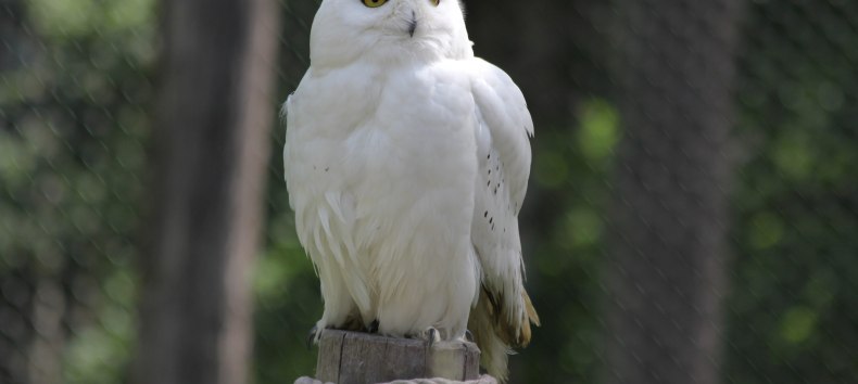 Schnee-Eule auf dem Eulenberg im Wildpark-MV, © Wildpark-MV Schnee-Eule auf dem Eulenberg im Wildpark-MV, © Wildpark-MV