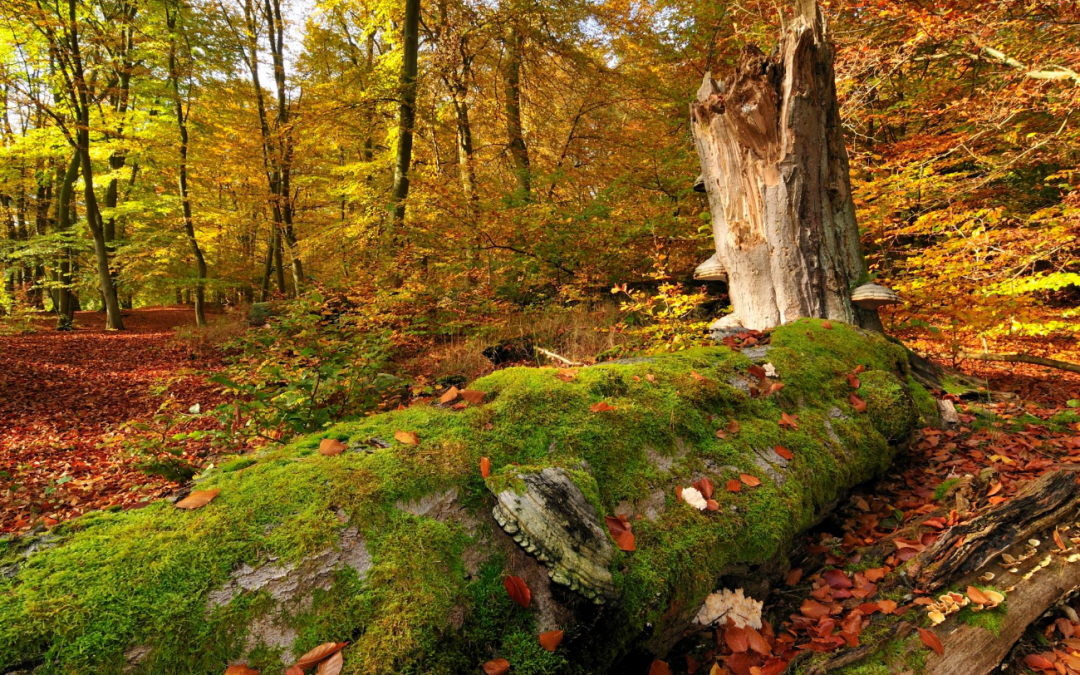 Serrahner Buchenw&auml;lder, &copy; Stadt Neustrelitz