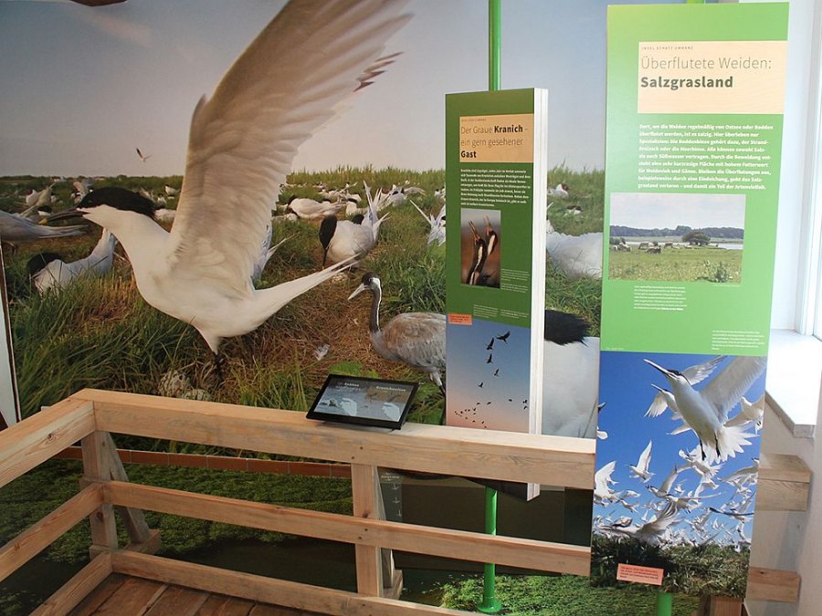 Die Ausstellung in Waase zeigt Flora und Fauna des Nationalparks Vorpommersche Boddenlandschaft, © Stephan Macke Die Ausstellung in Waase zeigt Flora und Fauna des Nationalparks Vorpommersche Boddenlandschaft, © Stephan Macke