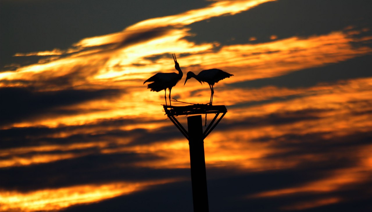 Die Freiflieger-St&ouml;rche bleiben &uuml;ber den Winter- im Vogelpark, &copy; Vogelpark Marlow