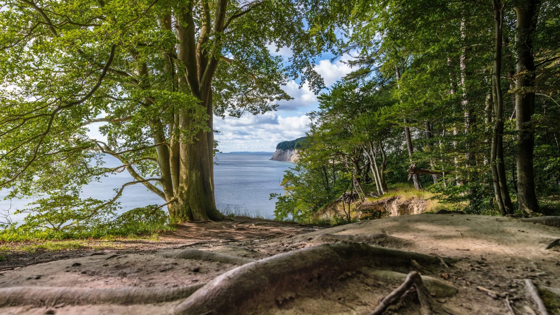 Uitzicht door het beukenbos in het Jasmund National Park en daarachter de steile kust van het eiland R&uuml;gen.