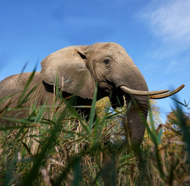 Elefantenhof Platschow - Unvergessliche Erlebnisse für die ganze Familie., © Elefantenhof Platschow Elefantenhof Platschow - Unvergessliche Erlebnisse für die ganze Familie., © Elefantenhof Platschow