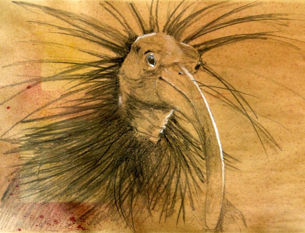 Waldrappe 2013, Graphit auf coloriertem Packpapier // &copy; Ursula K&ouml;ppl