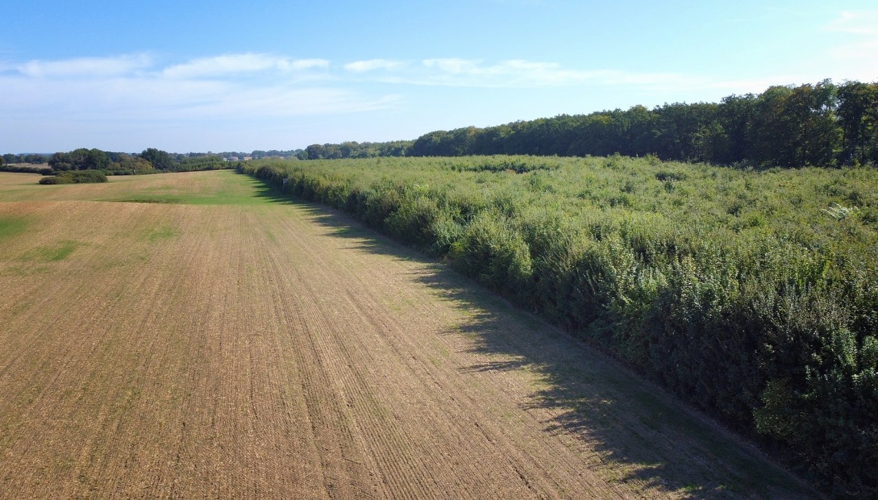 Klimawald Seefelder Holz, © Landesforst MV Klimawald Seefelder Holz, © Landesforst MV