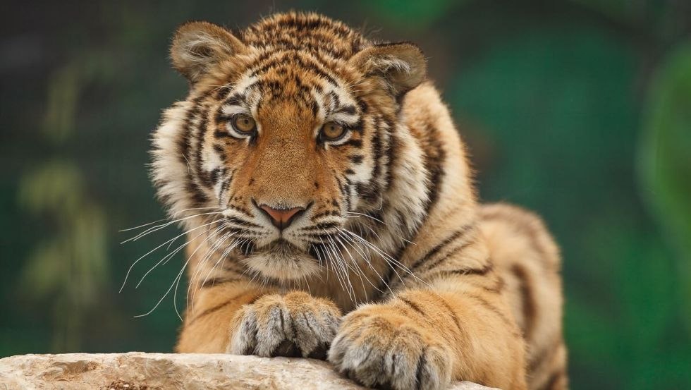 Die Tigerdame Elsa, © Gerald Pfaff, Erlebnis- & Tigerpark Dassow Die Tigerdame Elsa, © Gerald Pfaff, Erlebnis- & Tigerpark Dassow