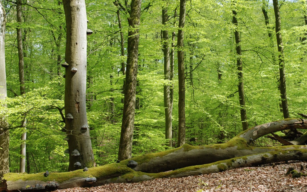 Serrahner Buchenwälder, © Stadt Neustrelitz