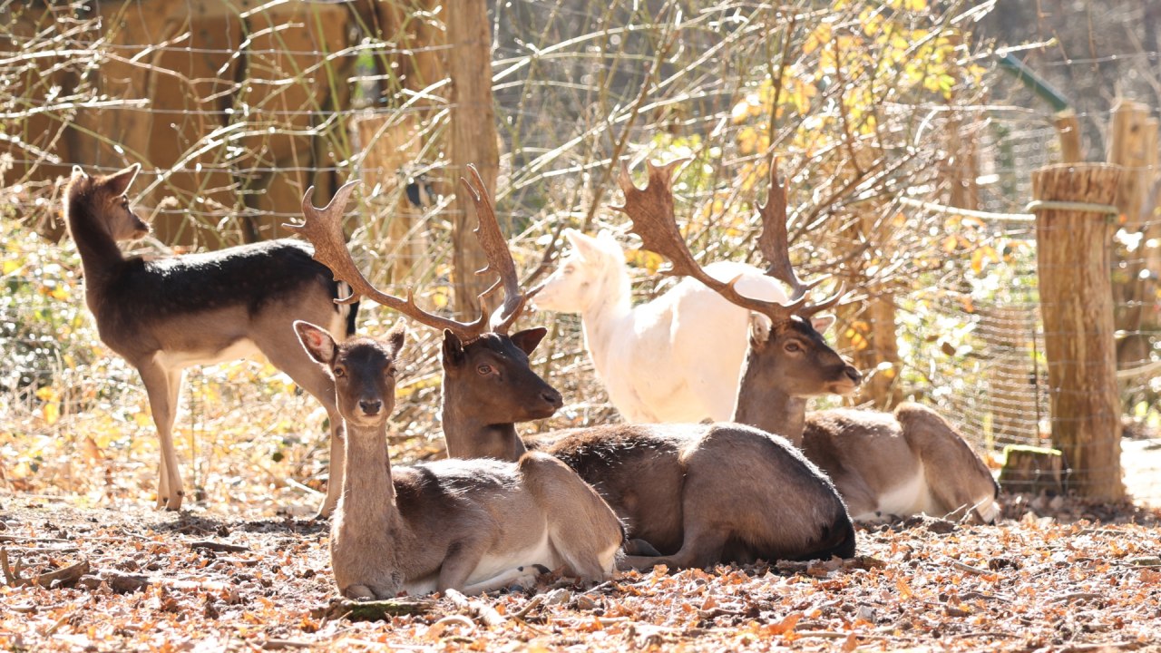 © Wildpark-MV © Wildpark-MV