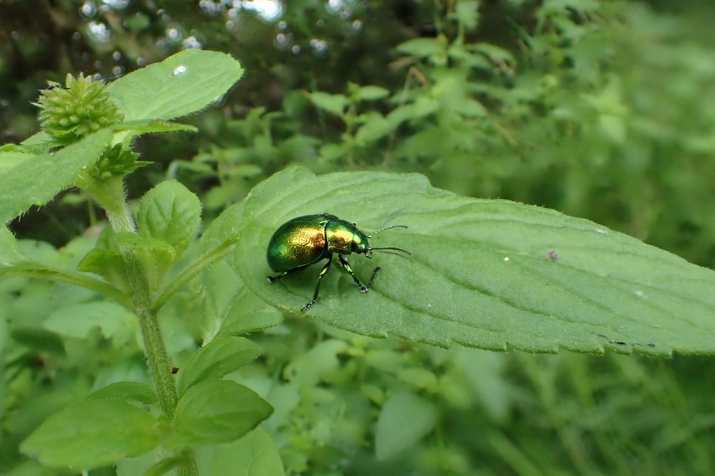 Erlenblattkäfer, © Ulrich Meßner, Nationalparkamt Müritz Erlenblattkäfer, © Ulrich Meßner, Nationalparkamt Müritz