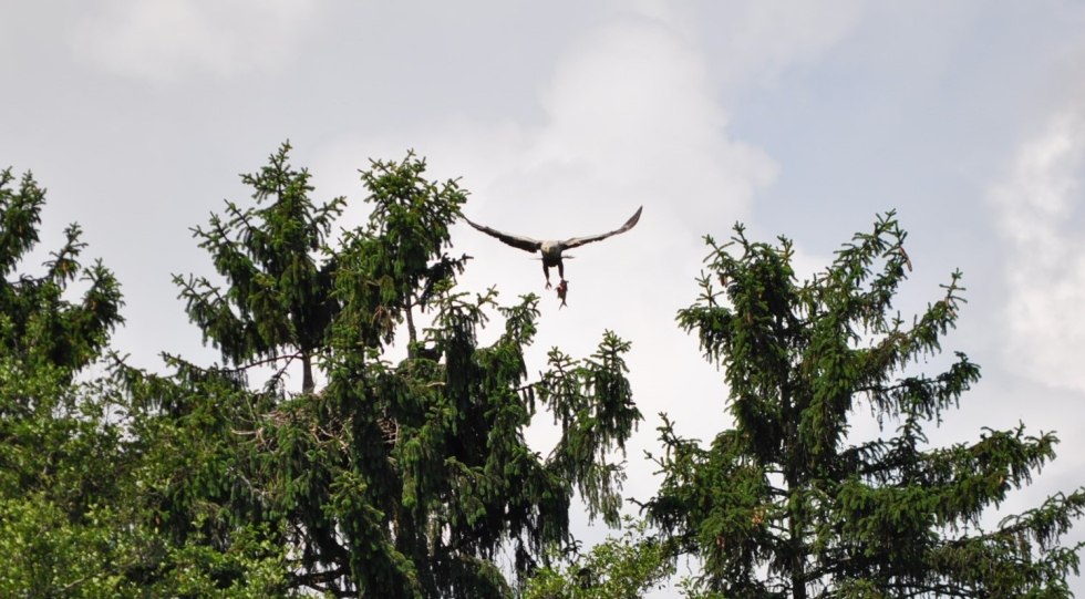 Seeadler-Tour im Elektroboot auf den Feldberger Seen // &copy; Frank Berg