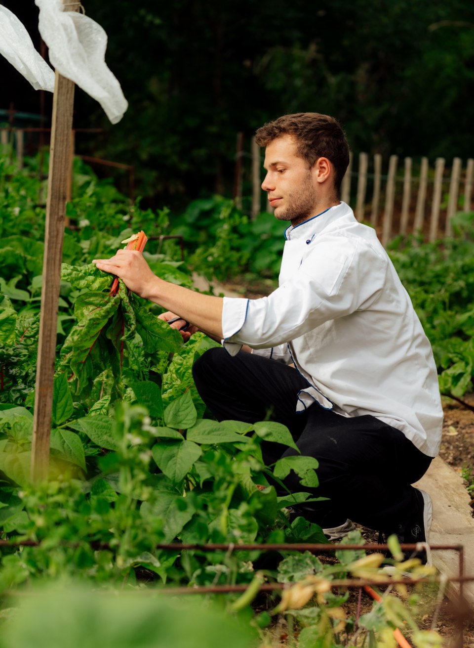 Küchenchef Thomas Köpke kniet im Gemüsegarten, erntet Mangold mit einer Schere und sammelt die Blätter in der Hand. // Küchenchef Thomas Köpke kniet im Beet und schneidet frische Mangoldstiele – kurze Wege, klare Aromen, Gutshaus Ludorf // © MV-T/Petermann Küchenchef Thomas Köpke kniet im Gemüsegarten, erntet Mangold mit einer Schere und sammelt die Blätter in der Hand.