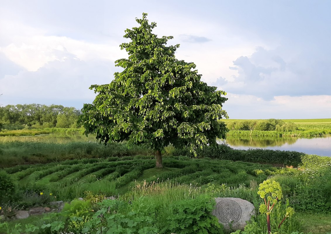as kleine Labyrinth nach pommerschem Vorbild. In der Mitte steht eine Baumhasel. Am rechten Bildrand: ein Stein, in den die Windungen des Labyrinths eingraviert sind. So kann es mit den Händen erfühlt werden. // © Mirabell e.V. as kleine Labyrinth nach pommerschem Vorbild. In der Mitte steht eine Baumhasel. Am rechten Bildrand: ein Stein, in den die Windungen des Labyrinths eingraviert sind. So kann es mit den Händen erfühlt werden. // © Mirabell e.V.