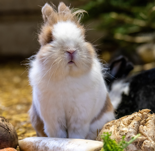 Kaninchen // &copy; Zoo Rostock/ Dr&uuml;bbisch