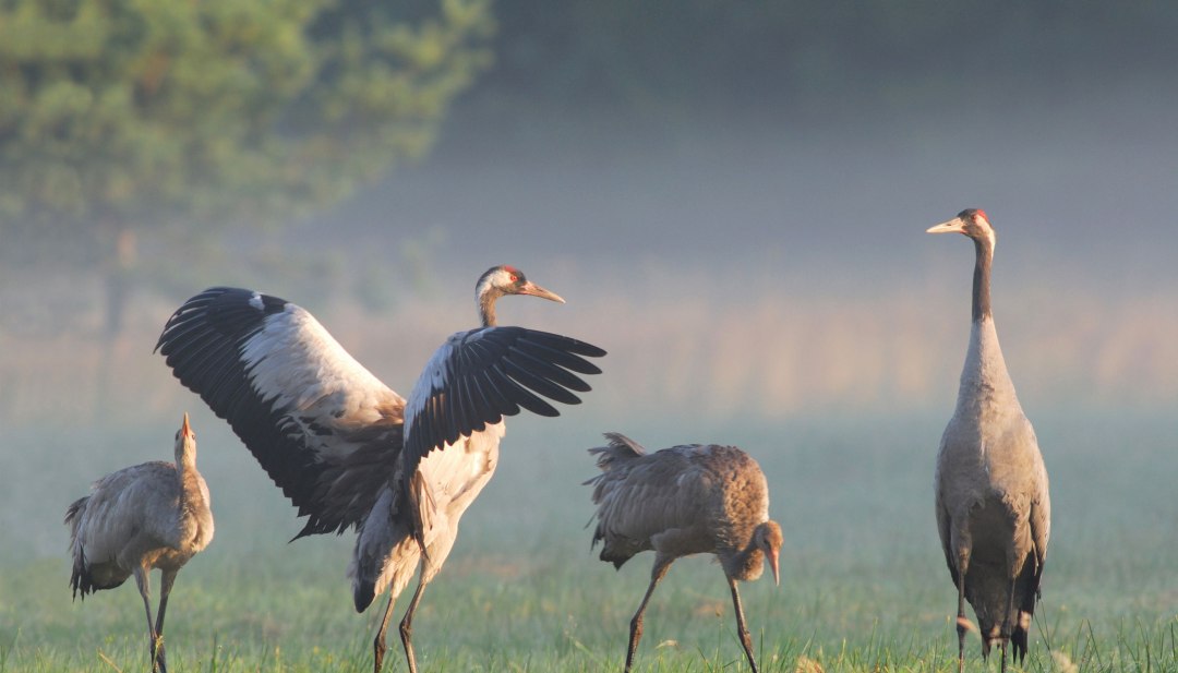 Kraniche auf einer nebelverhangenen Wiese, einer mit ausgebreiteten Flügeln, im sanften Morgenlicht.