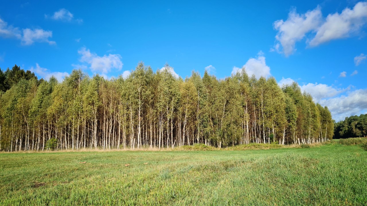 Klimaatbos Mirow // &copy; Landesforst MV