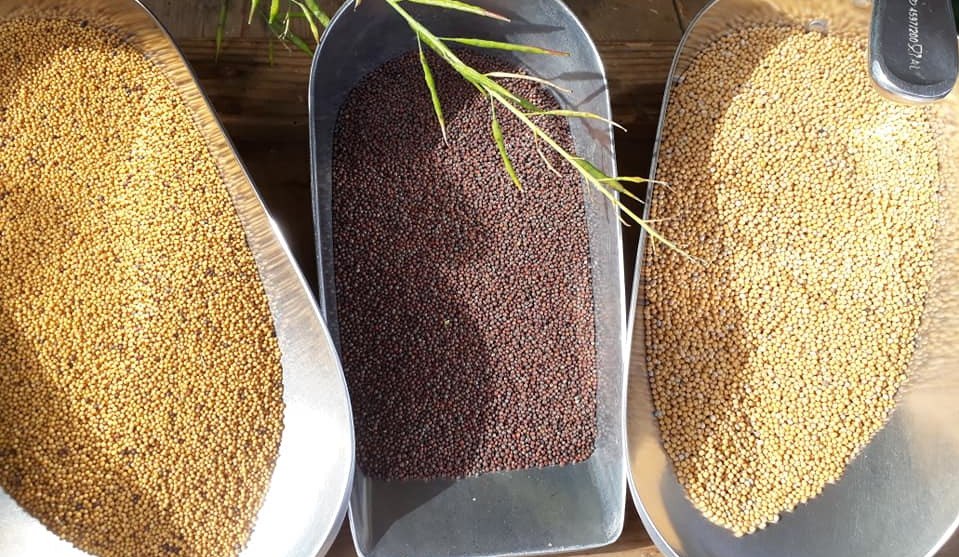 &copy; Senfm&uuml;hle Schlemmin