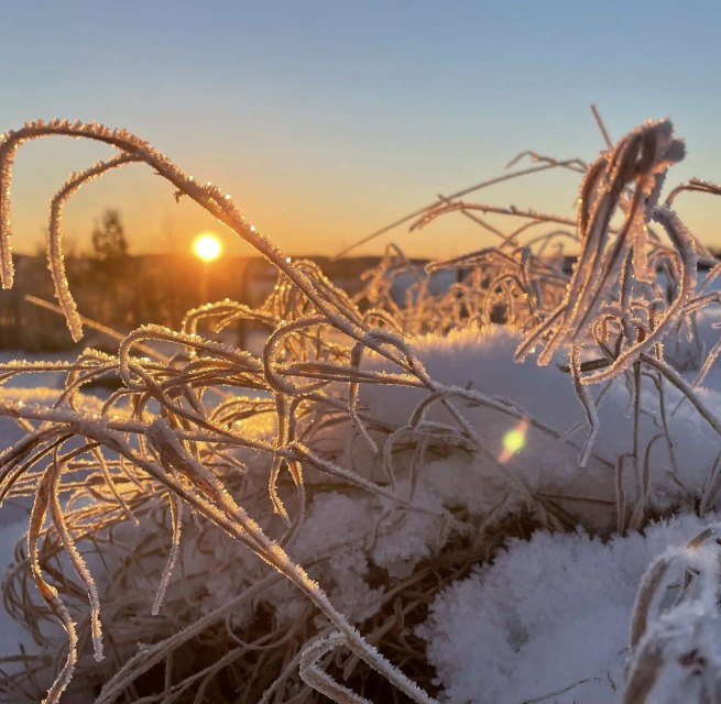 Paul Blei vom F&ouml;rderverein wird mit Ihnen Spuren im Schnee (sofern vorhanden) suchen, Knospen und Zweige im Winterzustand bestimmen und die &Uuml;berwinterungsstrategien der Insekten erl&auml;utern. Wer also Lust hat, seinen Kreislauf nach dem Winter wieder in Schwung zu bringen und frische Luft zu atmen, ist herzlichst bei dieser Wanderung rund um Burg Schlitz eingeladen., &copy; Marin-Ziegler