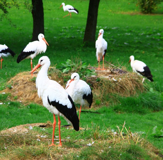 Begehbare Wei&szlig;storch-Anlage im Vogelpark Marlow // &copy; Vogelpark Marlow