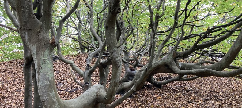 &copy; Lilli Reisig / NLP