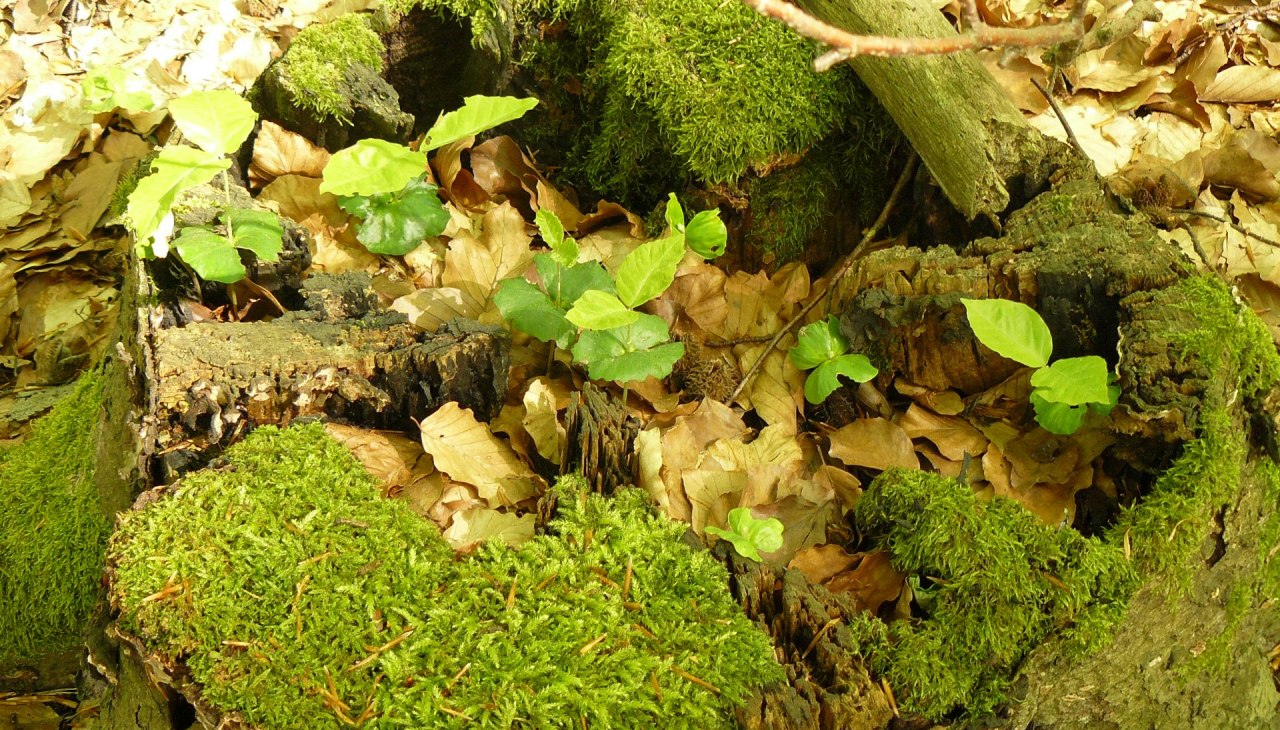 Wanderung um den Tr&uuml;nnsee, &copy; Bianca Schubert