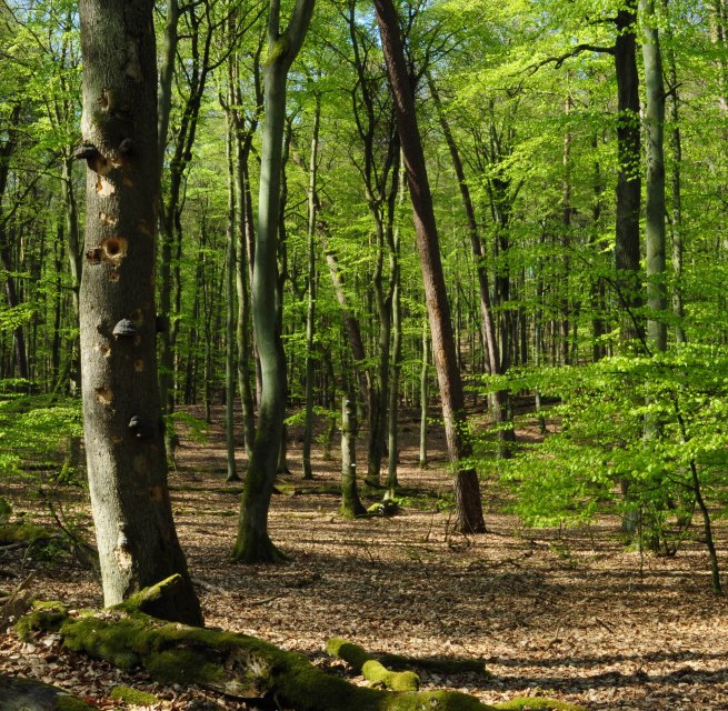 &copy; B. L&uuml;thi Herrmann