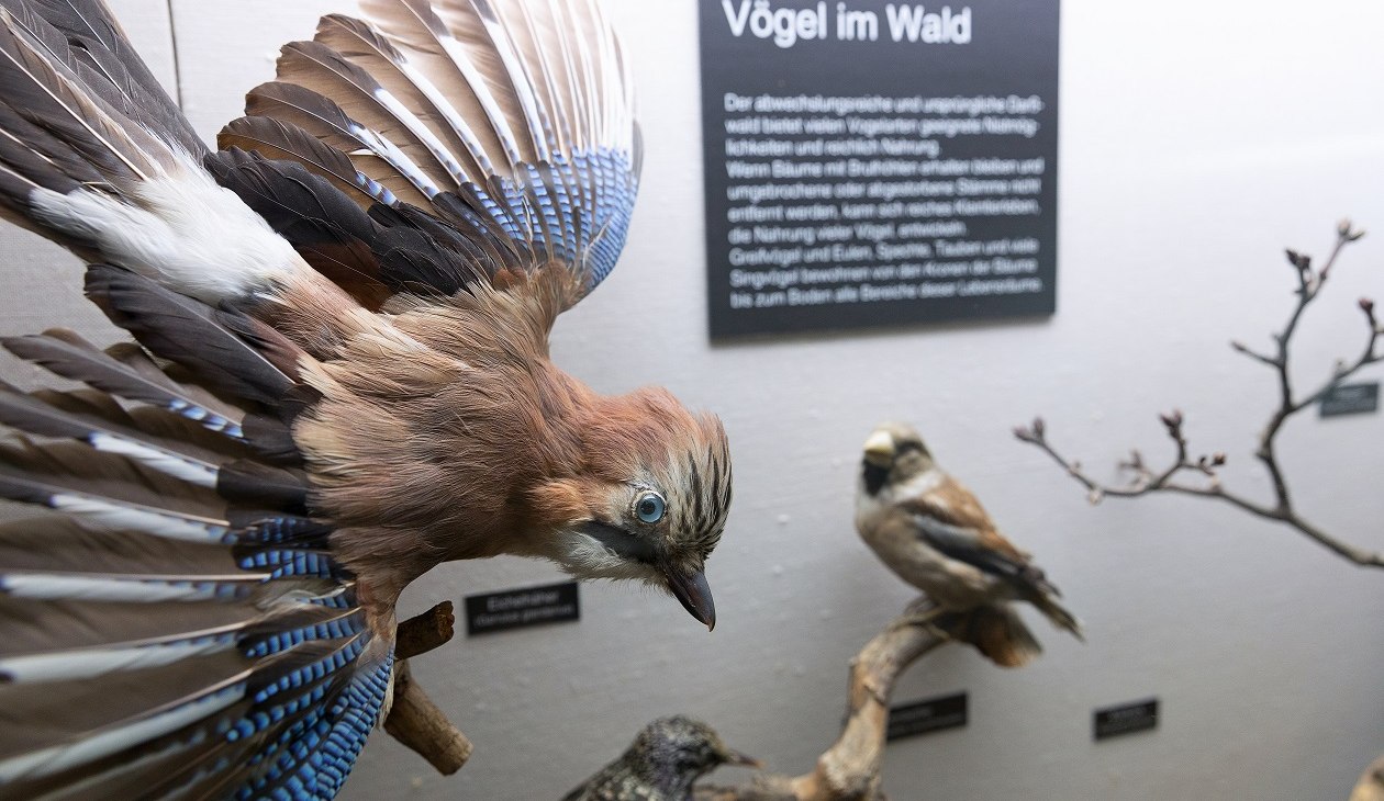 Ausstellungsteil "Vögel im Wald" im NATUREUM Darßer Ort, © Anke Neumeister/Deutsches Meeresmuseum Ausstellungsteil "Vögel im Wald" im NATUREUM Darßer Ort, © Anke Neumeister/Deutsches Meeresmuseum