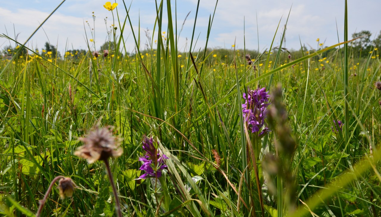 Der Park ist komplett auf Stegen begehbar um die Vielfalt der Wiesenpflanzen nicht zu zerst&ouml;ren, &copy; Kurverwaltung FSL