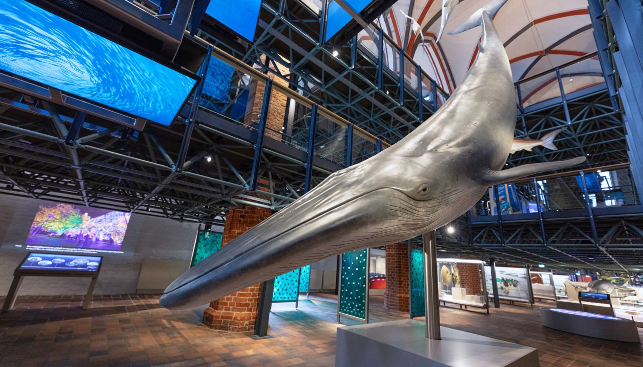 Im Westportal der Kirchenhalle empf&auml;ngt die imposante multimediale Inszenierung einer Jagd auf einen Sardinenschwarm die G&auml;ste., &copy; Anke Neumeister/Deutsches Meeresmuseum