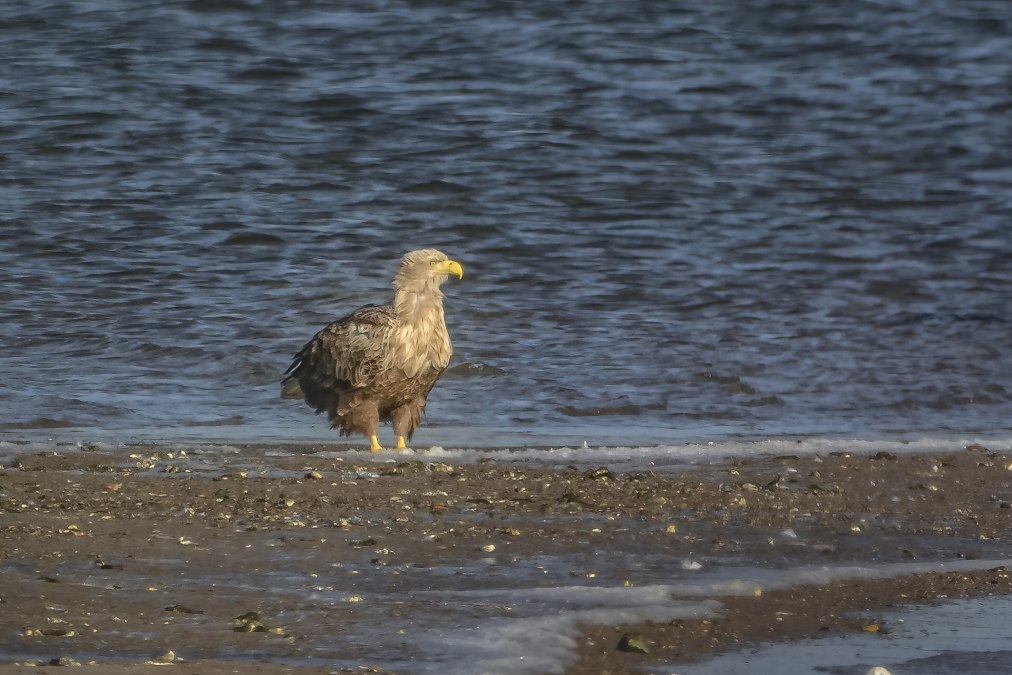 Adulter Selder., © Kevin Hempel / Vogeltouren MV Adulter Selder., © Kevin Hempel / Vogeltouren MV